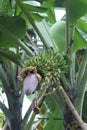 A single banana heart that starts to bear fruit in small, green young bananas stick to a cultivated banana tree