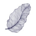 Single banana leaf illustration in linear style. Trendy minimalistic outline art of tropical palm leaf. Vector illustration
