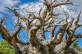 Single Baobab Tree in Savannah at sunny day, Africa