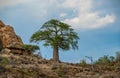 Single baobab tree in South Africa