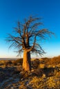 Single baobab tree at sunrise on Kubu Island