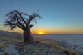 Single baobab tree at sunset on Kubu Island