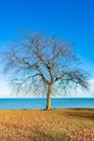 Single Bare Tree along the Shore of Lake Michigan in Chicago Royalty Free Stock Photo