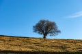 Single Bare Tree in Autumn - Lessinia Plateau Veneto Italy Royalty Free Stock Photo