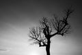 Single bare tree in black and white Royalty Free Stock Photo