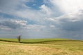 A single bare tree at the edge of the field Royalty Free Stock Photo