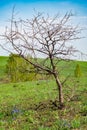 A single bare tree with no leaves on its branches in the middle of a green field Royalty Free Stock Photo