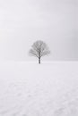 Single bare tree standing in a serene white snowy field. Royalty Free Stock Photo