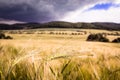 Single barley ear in the middle of the barley field