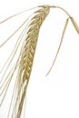 Single barley (Hordeum vulgare) plant