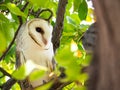 The single barn owl bird Tyto alba is the most widely distributed species of owl, on the green forest tree in close up. Royalty Free Stock Photo