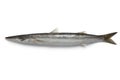 Single barracuda fish Royalty Free Stock Photo