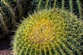 Single Barrel Cactus Close-up