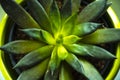 Single barrel cactus, top view. Close up cactus, texture detail