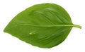 Single basil leaf