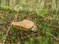 Single bay bolete Maronen Roehrling on forest ground