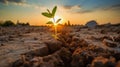 Single bean seedling emerging from cracked dry soil against sunrise. Concept for new beginnings Royalty Free Stock Photo