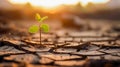 Single bean seedling emerging from cracked dry soil Royalty Free Stock Photo