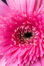 African pink daisy