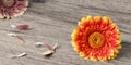 Single beautiful blooming orange yellow gerbera daisy flower isolated on vintage toned wooden background with petals Royalty Free Stock Photo