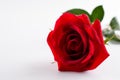Single beautiful bud velvet red rose flower close up. On white