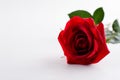 Single beautiful bud velvet red rose flower close up. On white
