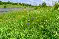 Single beautiful Campanula patula flower on a green spring-summer meadow near the pond. Sunny landscape with young juicy grass and Royalty Free Stock Photo