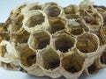 Close up pattern empty holes of wasp nest.