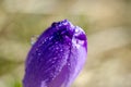 Single beautiful crocus closeup in chocholowska valley