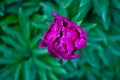 Single beautiful dark pink peony in bloom contrasted against dark bokeh green leaves Royalty Free Stock Photo