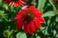 Single beautiful echinacea `Sombrero Salsa red` flower in a spring season at a botanical garden. Royalty Free Stock Photo