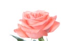 Single beautiful fresh pink rose isolated on white background with copy space Royalty Free Stock Photo