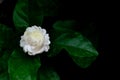 The single beautiful fresh white Thailand Jasmin flower with its leaves from garden which use for aroma and tea on black