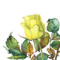 A single of beautiful golden yellow rose with green leaves. Royalty Free Stock Photo