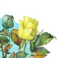 A single of beautiful golden yellow rose with green leaves. Royalty Free Stock Photo