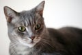 Beautiful gray cat loking to the side Royalty Free Stock Photo