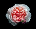 Single beautiful large white rose with a pink center with a rosebud isolated on a black background Royalty Free Stock Photo