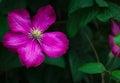 Single beautiful magenta clematis flower closeup in a garden