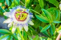 Single beautiful passion flower macro close up white and purple color Royalty Free Stock Photo