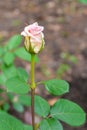 Single beautiful pink rose is blooming in the garden Royalty Free Stock Photo