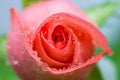 Beautiful Pink rose with water droplet on petals
