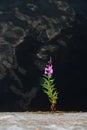 single beautiful pink willow-tea flower or a blooming Sally grows on a rock. Royalty Free Stock Photo