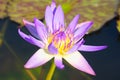 Single beautiful purple lotus flower, with yellow center, in a lovely small pond in a Thai park. Royalty Free Stock Photo