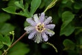 Purple Passionflower on vine