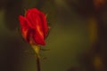 Single beautiful red rose bud in the garden with green background Royalty Free Stock Photo