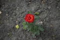 Single beautiful red rose flower growing up in dry dead wasteland ground, loneliness concept wallpaper pattern top view Royalty Free Stock Photo