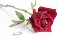 Single beautiful red rose isolated Royalty Free Stock Photo