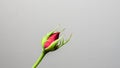 Single beautiful red rose isolated on dark background Royalty Free Stock Photo