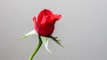 Single beautiful red rose isolated on dark background Royalty Free Stock Photo