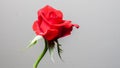 Single beautiful red rose isolated on dark background Royalty Free Stock Photo
